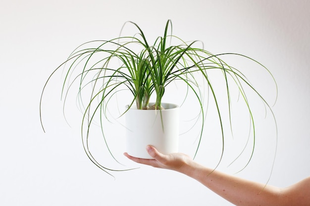 closeup of a woman with a green indoor plant in a pot plants for home