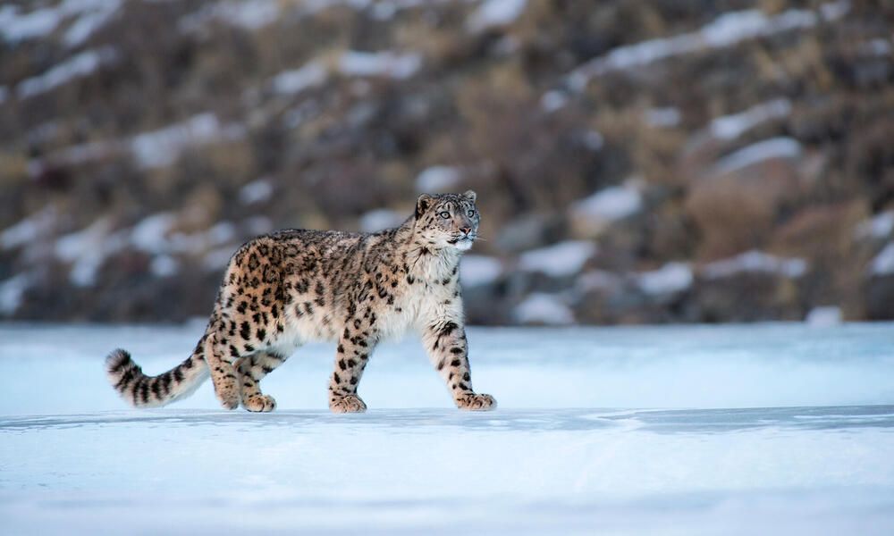 Snow Leopard in Spiti Valley 2025 Guide