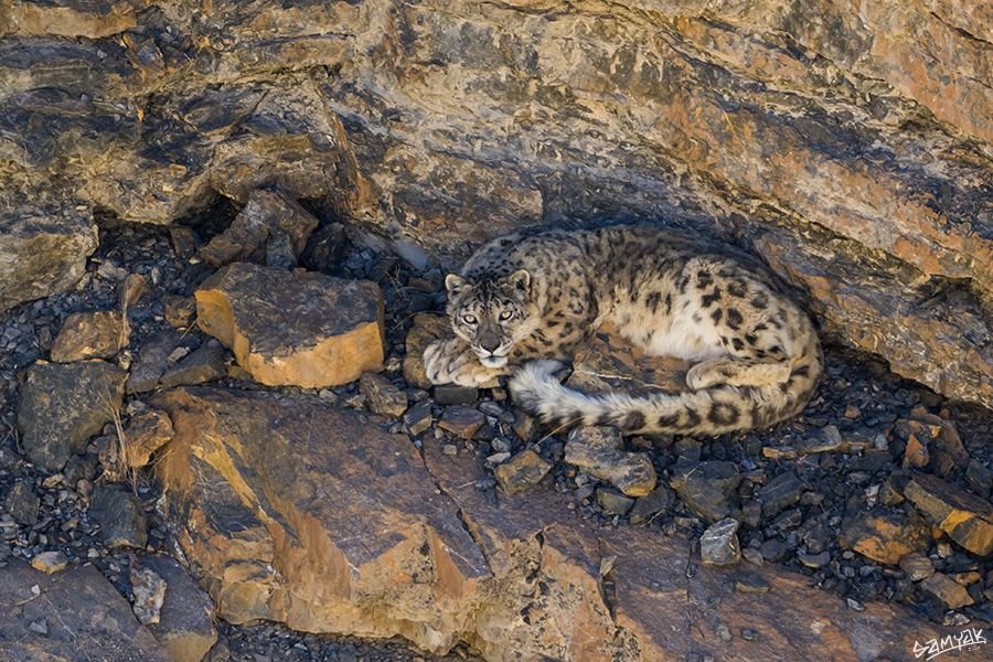 Snow Leopard in Spiti Valley | Snow Leopard Spotted in Spiti