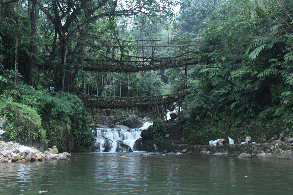 Discovering the undiscovered: a complete guide to visiting the living root bridges in Meghalaya, Meghalaya - TimesTravel