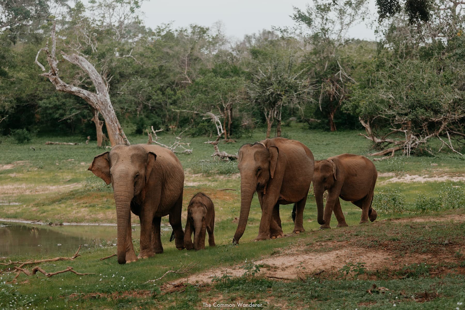 How to Visit Sri Lanka's Incredible Yala National Park | The Common Wanderer