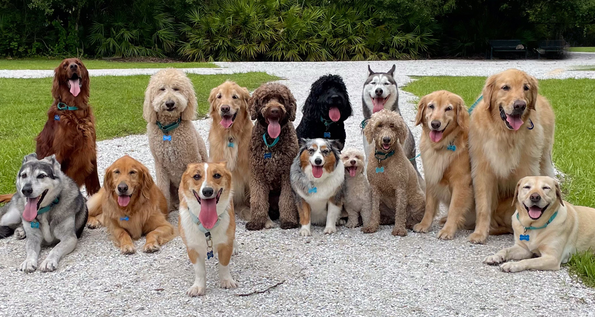 pet1