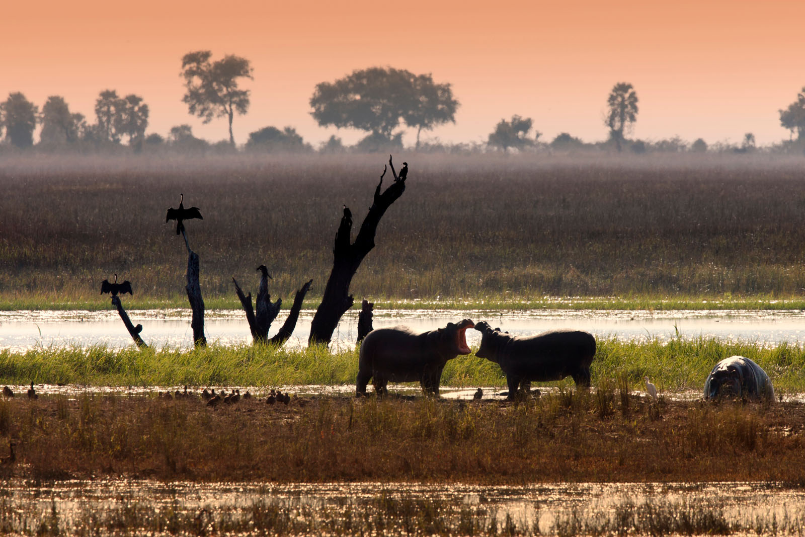 Chobe National Park: Botswana Safari Guide | African Bush Camps