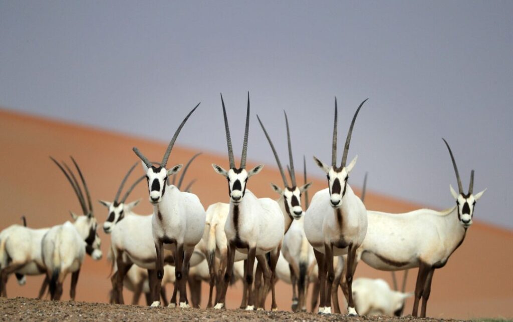 Arabian oryx spotted near the dunes during a dune buggy Dubai adventure.