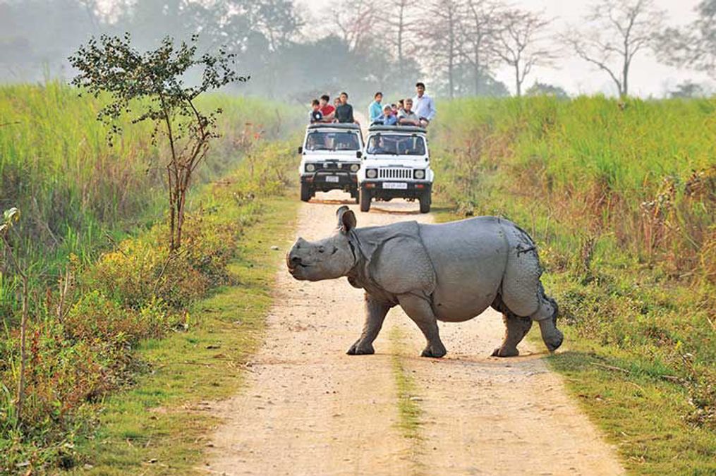 Exploring Kaziranga National Park: A UNESCO World Heritage Site | MyTravaly