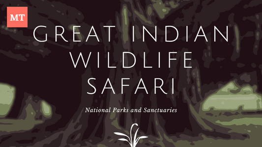 The Great Indian Wildlife Safari: National Parks and Sanctuaries