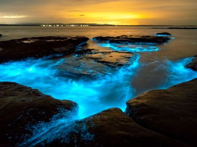 7 Stunning Bioluminescent Beaches in India