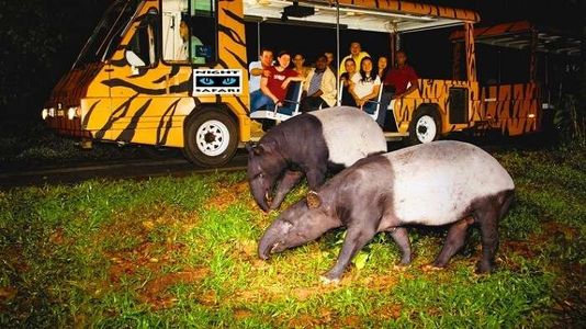 An Evening of Adventure at the Singapore Night Safari