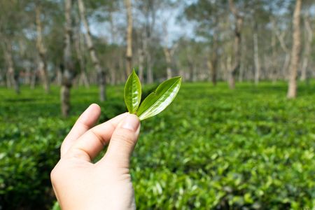 10 Popular Tea Gardens in Assam