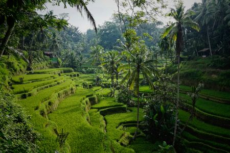 Thrillophilia Bali Reviews: A Personal Journey Through the Best of Bali