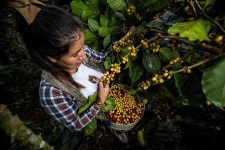The Rich Flavors of Honduras Coffee