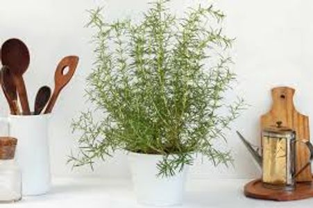 The Ultimate Rosemary Indoors Guide: Tips for Thriving Herbs at Home