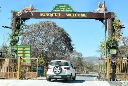 How to Plan Your Wildlife Adventure in Bandipur National Park