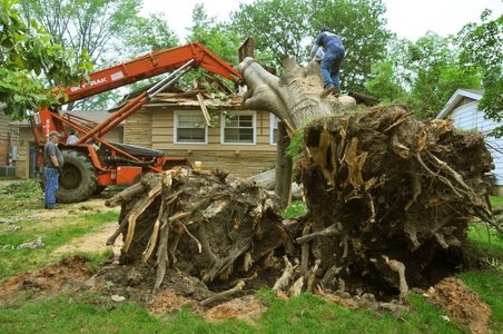 Why Choose Affordable Tree Service Houston for Tree Care?