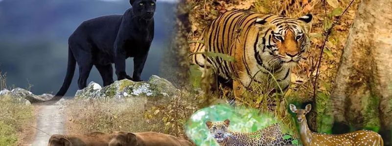 Bandipur and Nagarhole National Park Jeep Safari: An Adventure Into Karnataka's Wildlife