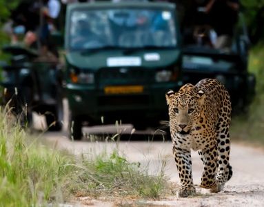 How to Plan the Perfect Leopard Safari: Locations, Season, and What to Expect