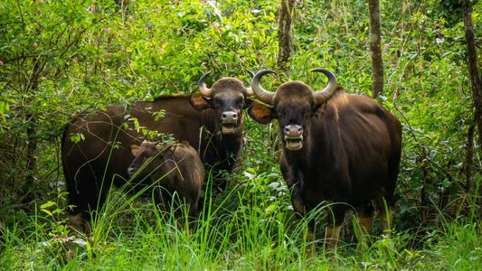 Best Time to Visit Bandipur National Park