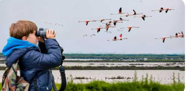 Capture Stunning Bird Videos with the Birdfy Feeder