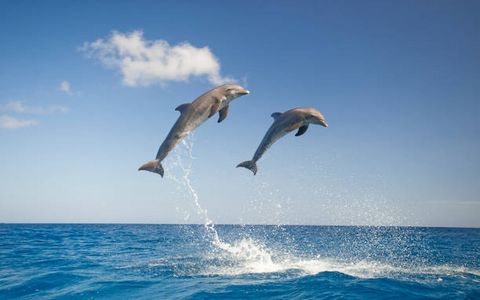 Top Reasons to Attend the Dolphin Show in Dubai