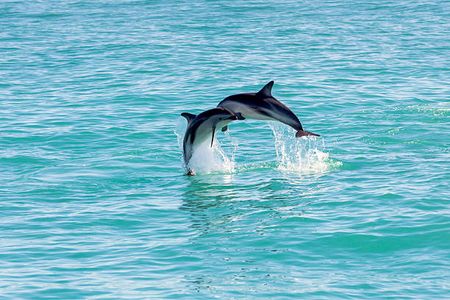 Top 5 Attractions You Can’t Miss at SeaWorld Abu Dhabi