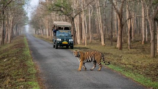 Explore Kabini National Park: Safari Tales and Wildlife Wonders