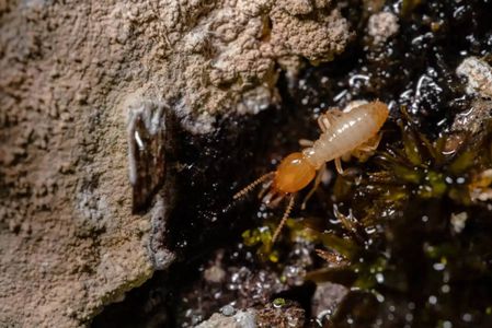 Comprehensive Termite Inspection Sydney: Protect Your Property Today