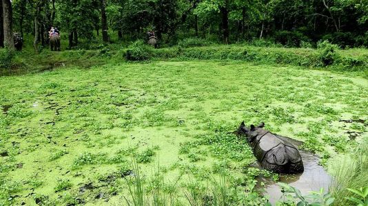 Chitwan Jungle Safari: A Thrilling Wildlife Adventure