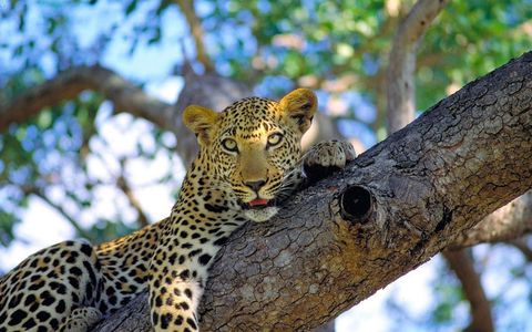 Nagarhole National Park Guide: History, Ideal Visiting Time, Travel Tips, & More