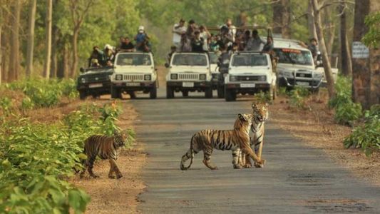 Overview of Bannerghatta National Park: A Prominent Tiger Reserve