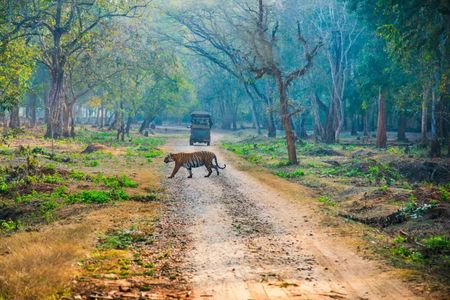 Nagarhole National Park: How to Plan the Perfect Wildlife Safari