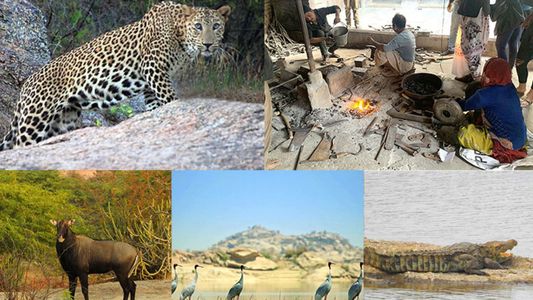 Explore Jawai National Park: Your Guide to Safari Adventures