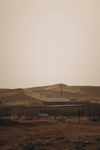 Before the Heat Descends: Exploring the Beauty of Morning Desert Safari of Abu Dhabi