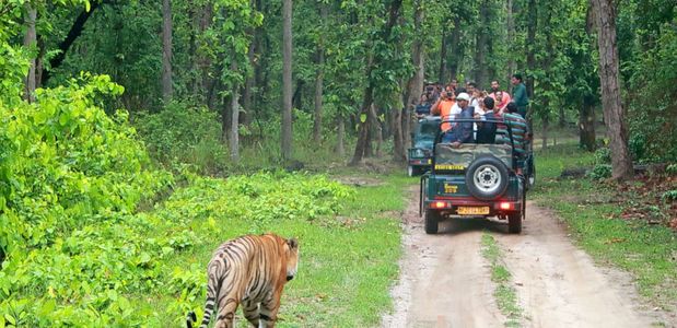 Best Time to Visit Bandipur: Seasons, Wildlife, and Travel Tips