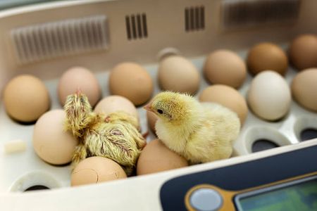 Comment Utiliser une Couveuse d'Œuf pour un Taux d'Éclosion Optimal