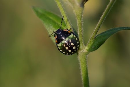 Bed Bug Outbreaks In Winchester: How To Stay Protected