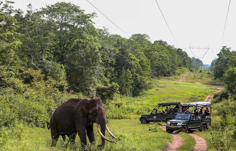 Exploring the Untamed Wilderness: A Journey Through Nagarhole National Park
