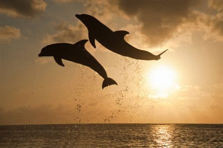 5 Things Your Kids Will Love About the Dolphin Show Dubai