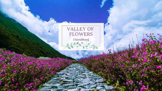 Valley of Flowers Trek in Uttarakhand 2025 - Best Monsoon Trek in World