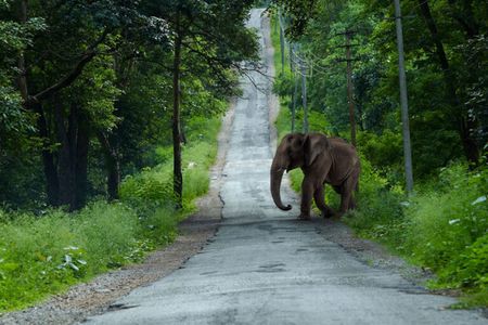 Nagarhole National Park – Into the Heart of the Wild
