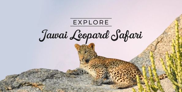 Into the Wild Stone: My Unforgettable Jawai Leopard Safari