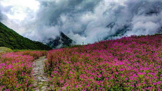 The Valley of Flowers — Let the Petals Guide You