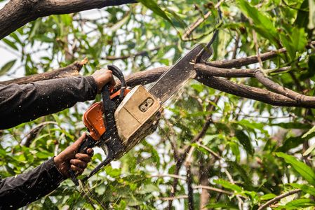 Affordable Tree Service Houston: Safe, Efficient, and Insured