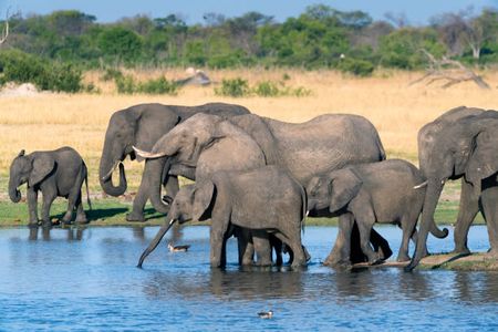 Why You Should Go on a Tanzania Safari During the Calving Season