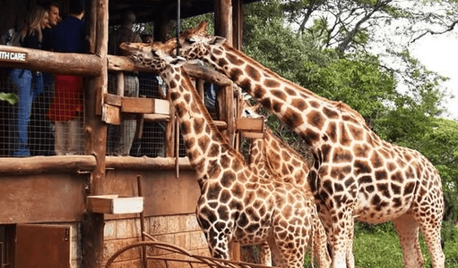 The Ultimate Kenya Travel Guide for Travelers from the UAE