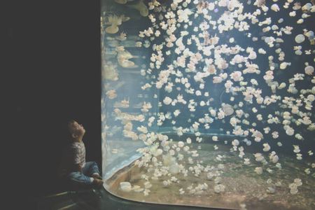 Top 7 Attractions at SeaWorld Abu Dhabi That Are Worth the Ticket Price