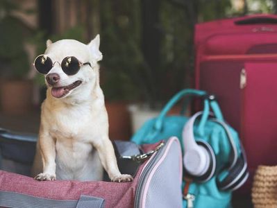 Exploring the Comfort and Convenience of a Dog Body Carrier