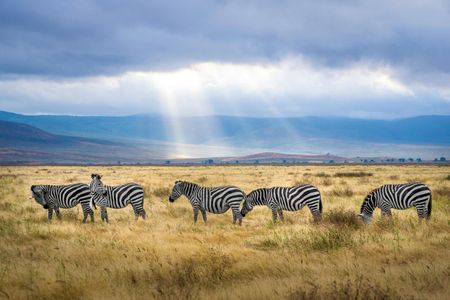 Discover the Wild: Tanzania Safari Vacation Packages for Every Traveler