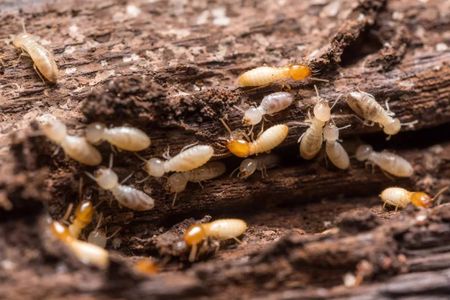 How to Choose the Right Termite Control Services in Lahore
