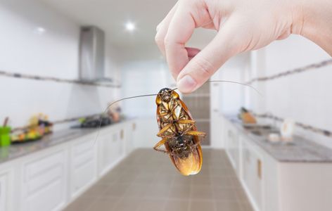 Why Cockroach Control Services Are Essential for Lahore Residents