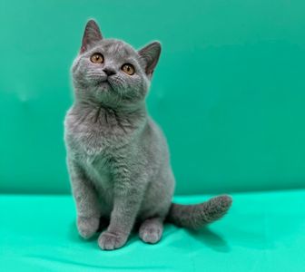Kittens for Sale in UAE: Your Comprehensive Guide to Finding the Perfect Feline Companion
